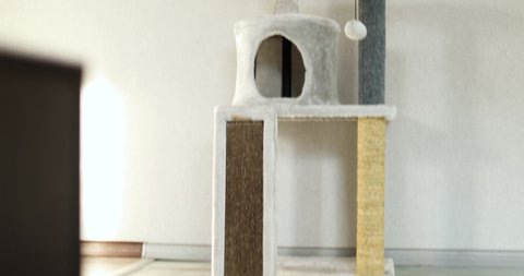 Cute funny cat playing on Furniture Scratching Deterrent Tree at home, Scratching Posts, love pet