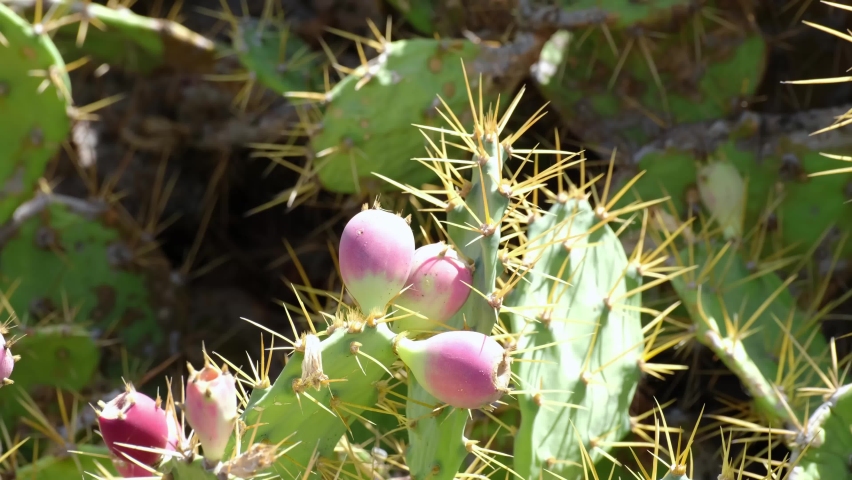 Close up of a prickly pear cactus with long spikes and red ripe fruits on El Hierro, Canary Islands 