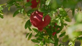 Close-up view 4k slow motion video footage of two white female hands touching riped skin of red juicy organic pomegranate fruit hanging on green tree outdoors. Happy farmer and good harvest concept