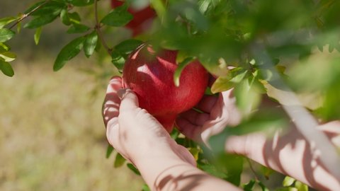 Close-up view 4k slow motion video footage of two white female hands touching riped skin of red juicy organic pomegranate fruit hanging on green tree outdoors. Happy farmer and good harvest concept
