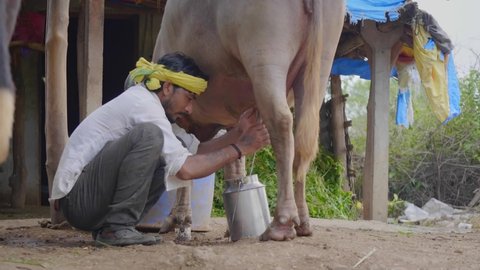 A South Asian traditional man or male Farmer follows the conventional method to milk a cow on a farm near pasture or next to a cowshed. Fresh milk is obtained from dairy cattle or livestock
