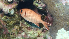 4k video footage of a White-edged Soldierfish (Myripristis murdjan) in the Red Sea, Egypt