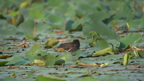 Common Moorhen Foraging on Lotus plants in wetlands of Thol Wildlife Sanctuary, Gujarat, India 
