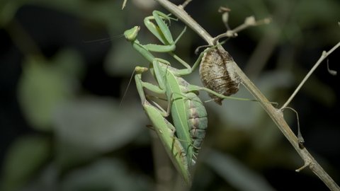 Mating Praying mantises. Paring mantises on a branch next to a clutch of Ootheca (Oviparity). Transcaucasian Tree Mantis (Hierodula transcaucasica). Close up of mantis insect. 