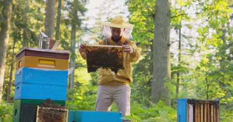 An experienced beekeeper works in the woods at an apiary, many hives around him, a man leans over one of them, takes out a frame of beeswax on which sits a swarm of bees that produce honey