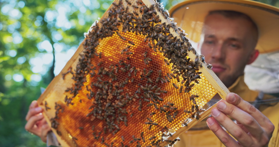 A beekeeper smiling, protected by a protective suit with a mosquito net on his face, takes care of the hives, watches the bees work on the frame while making honey Royalty-Free Stock Footage #1082205152