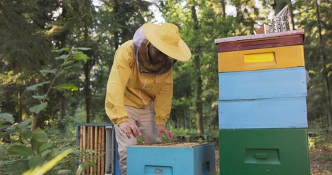 An experienced beekeeper works in the woods at an apiary, many hives around him, a man leans over one of them, takes out a frame of beeswax on which sits a swarm of bees that produce honey