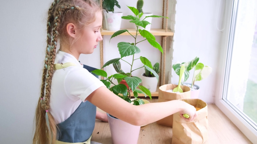 Caring for housplants by a Caucasian girl 10-11 years old in an apron at home. A teenage girl transplants a hibiscus flower, puts the earth with a scoop into a pot. Gardening, household chores.