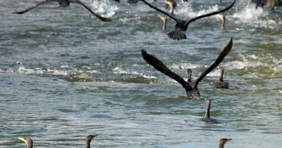 Flock of great cormorants (Phalacrocorax carbo) take off , group of black birds  fly up from water 