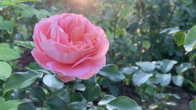 Beautiful pink rose blooms in the garden.  For video presentation, background,  advertising.