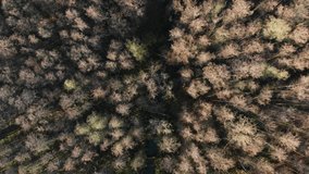 Flight over forest, vertical view from above in autumn. Flight over bald forests. Bald forest illuminated at sunrise. Aerial footage of flying