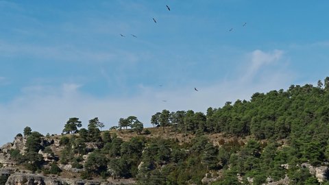 Griffon vultures, Gyps fulvus flying around the Serrania de Cuenca at Uña in Spain. La Raya and El Escalerón in Uña