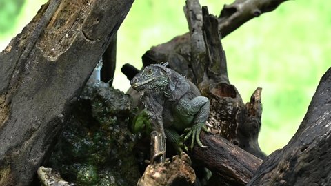 Wildlife iguana on tree. Video 4K of life dragon iguana. Living iguana in the nature. Reptile wild animal on branch tree. Live behavior green lizard. Exotic animal in park.