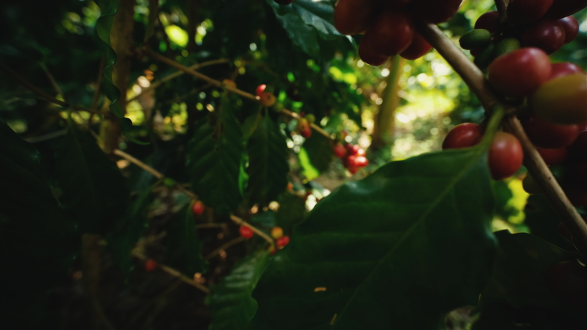 Organic arabica coffee beans cherries ripe on branch in coffee plantation Thailand ready to harvest with light sun flare in the evening, agricultural industry, close-up and slider shots