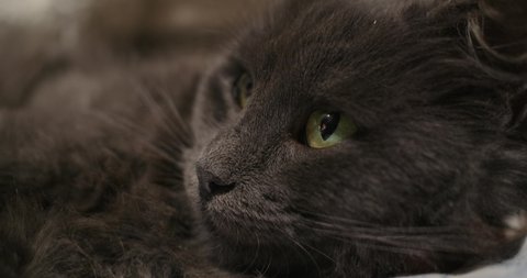 nibelung kitten close up view 4k. macro footage grey cat face. beautiful green eyes russian blue cat breed. gray pet looking to side. fluffy longhaired.feline pupils enlarge constricts shrink widen 4k
