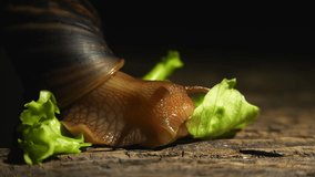 The giant snail Akhatina eats a green leaf of fresh lettuce. Macro video shooting in real time.