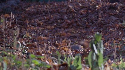 Red squirrel is looking for a nut in autumn leaves. Squirrel hides behind the grass and leaves and then then appears again.