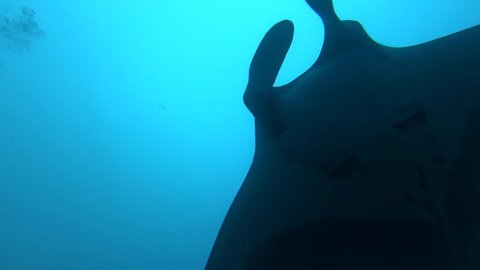 Gigantic Black Oceanic Manta Ray floating on a background of blue water in search of plankton looking for food. Underwater scuba diving in Maldives. Slow motion.