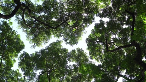 Crown Shyness big tree showing gap between tree top avoid touching in forest