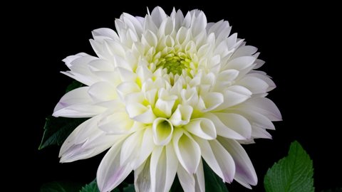 Time-lapse of blooming white dahlia flower isolated on black background. 4K Time lapse of growing blossom Dahlia, opening up. Love, wedding, anniversary, spring, valentines day.
