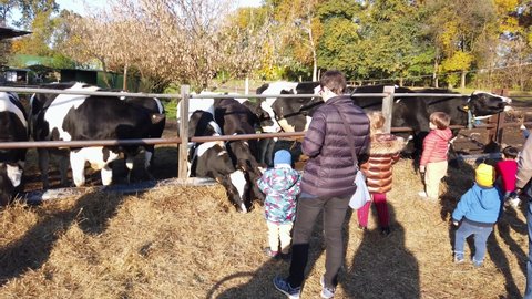 Europe, Italy , Monza November 2021 children and parents give hay food to the cows in the paddock on an animal petting farm in parco di Monza
