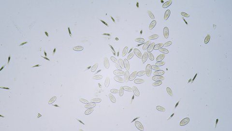 Protozoa single cell organisms in microscope bright field