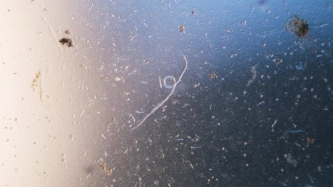 Nematode parasitic worm in microscope bright field