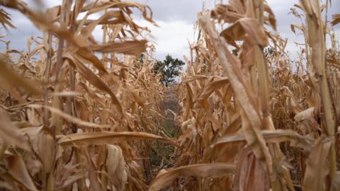 Ripe corn cobs on dry corn stalks in the field, harvesting in autumn,