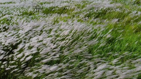The flowers grass swaying in the wind bird eye view by drone