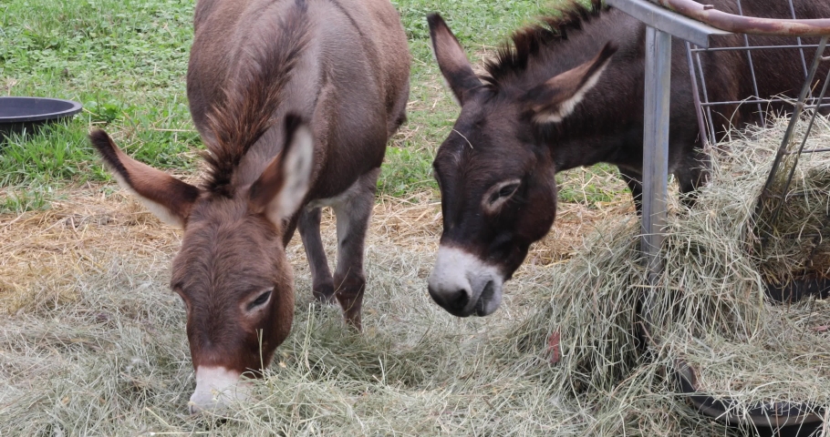 Donkeys graze on hay on a farm in rural Maryland.