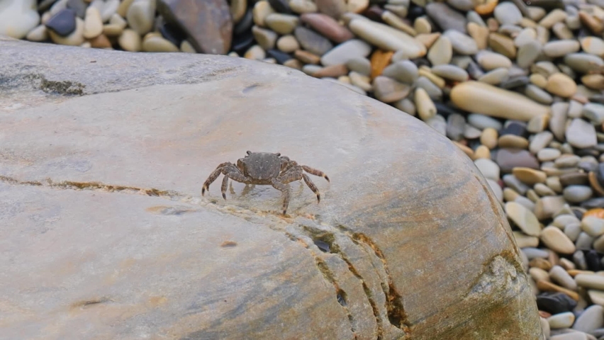 Pachygrapsus marmoratus is a species of crab, sometimes called the marbled rock crab or marbled crab, which lives in the Black Sea, the Mediterranean Sea and parts of the Atlantic Ocean.