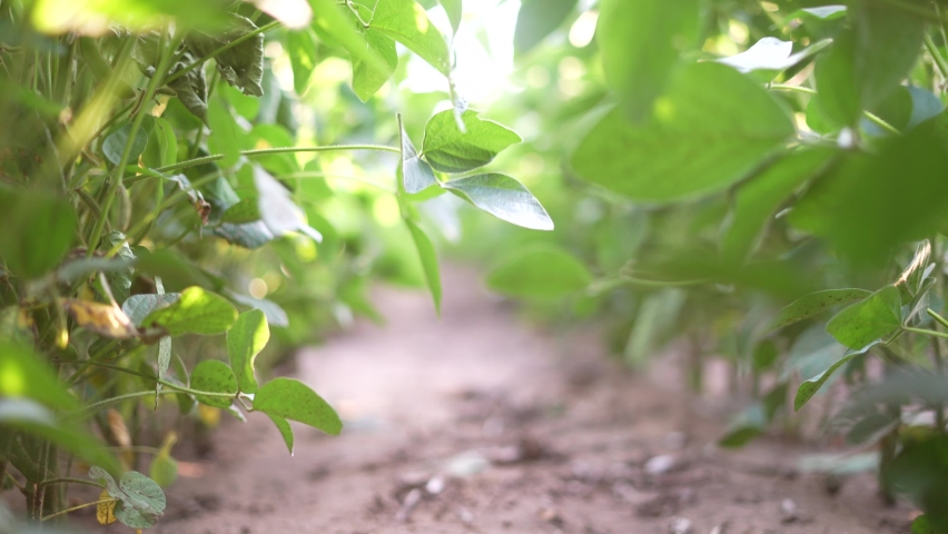 agriculture. soybean plantation a field green bean plant close-up. business agriculture concept. soybean growing vegetables plant care. bio green field soybean movement. agriculture farm Royalty-Free Stock Footage #1082268998