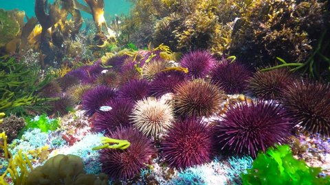 Group of purple sea urchins underwater in the ocean (Paracentrotus lividus), Atlantic, Spain, Galicia
