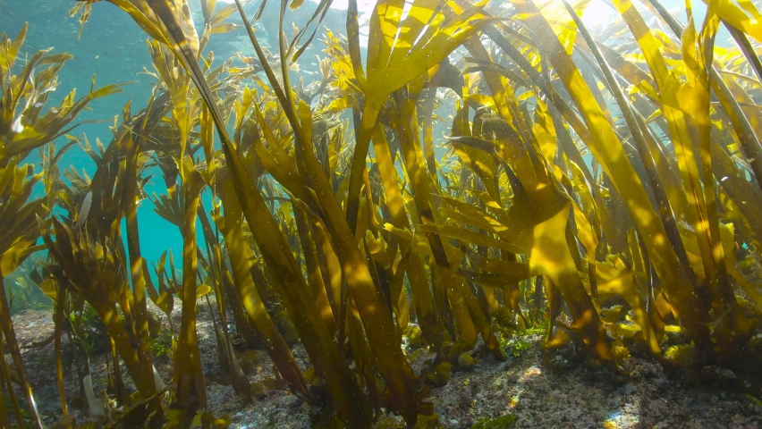Kelp underwater ocean (algae seaweeds Furbellow, Saccorhiza polyschides), Eastern Atlantic, Spain, Galicia Royalty-Free Stock Footage #1082272043