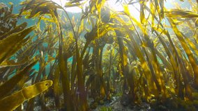 Kelp underwater ocean (algae seaweeds Furbellow, Saccorhiza polyschides), Eastern Atlantic, Spain, Galicia