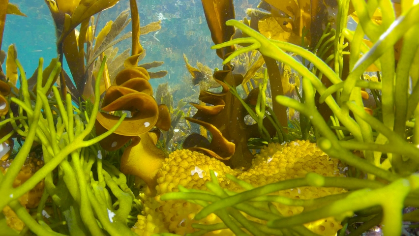 Kelp stipe and holdfast of furbellow algae seaweeds (Saccorhiza polyschides) underwater in the Atlantic ocean, Spain, Galicia Royalty-Free Stock Footage #1082272046