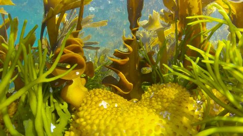 Kelp stipe and holdfast of furbellow algae seaweeds (Saccorhiza polyschides) underwater in the Atlantic ocean, Spain, Galicia