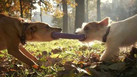 Two dogs pull puller each other's toy in park on sunny day