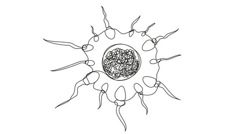 Animation of the sperm cells surrounding the egg cage. Self drawing of fertilization process by one line on a white background. Stock 4k video of pregnancy, contraception, family planning. One line.