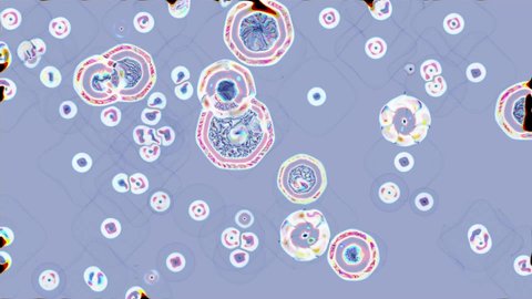 Pink-blue microorganisms move under the microscope, merging and separating again. Virus mutation.
