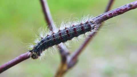 Gingerbread gipsy moth (Lymantria dispar) caterpillar - Moth gives mass outbreaks of reproduction in countries of world as quarantine pest, herbivorous omnivore