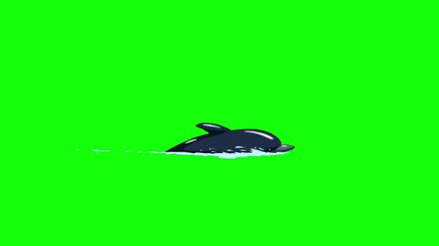 Dolphin swims and jumps in the water. Handmade animatted looped 4K footage isolated on green screen