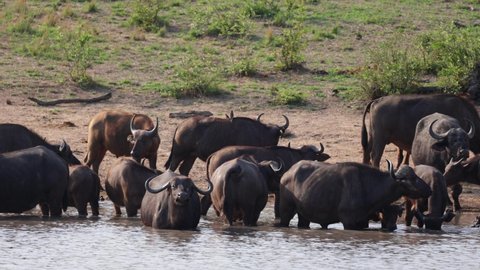 African buffaloes in a waterhole