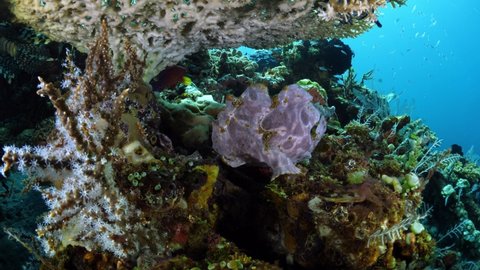 Giant Frogfish living in an artificial reef - amazing underwater world of Tulamben, Bali, Indonesia. 4k video.