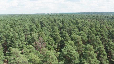 Dense pine forest. Dense thicket of pine forest.