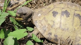 Terrestrial turtle eating leaves in a garden