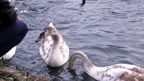 Caucasian Male Hand Feeding with Bread Risking Acidosis Wild Swan and Duck Swimming in Canal Pond River