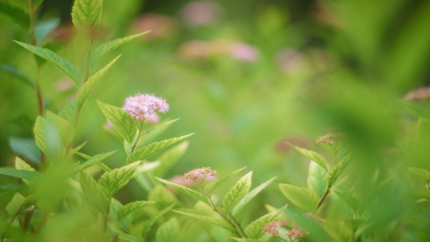 Small purple flower with green leaves on green natural background. Slow motion, shallow depth of field.