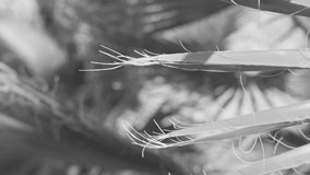 Black and white 4k slow motion video footage of sunny green palm tree leaves. Abstract natural organic background