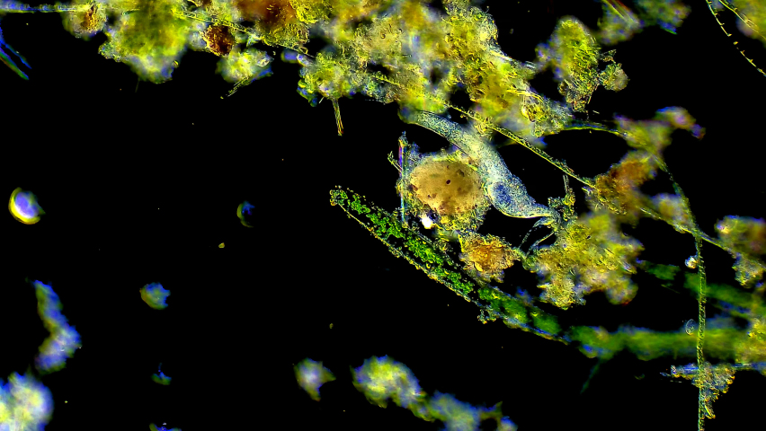 Micro organism Euglena feeding at algae | Shutterstock HD Video #1082297200